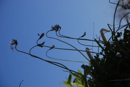 piante da determinare - Fumaria sp.